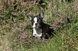 BOSTON TERRIER 085
